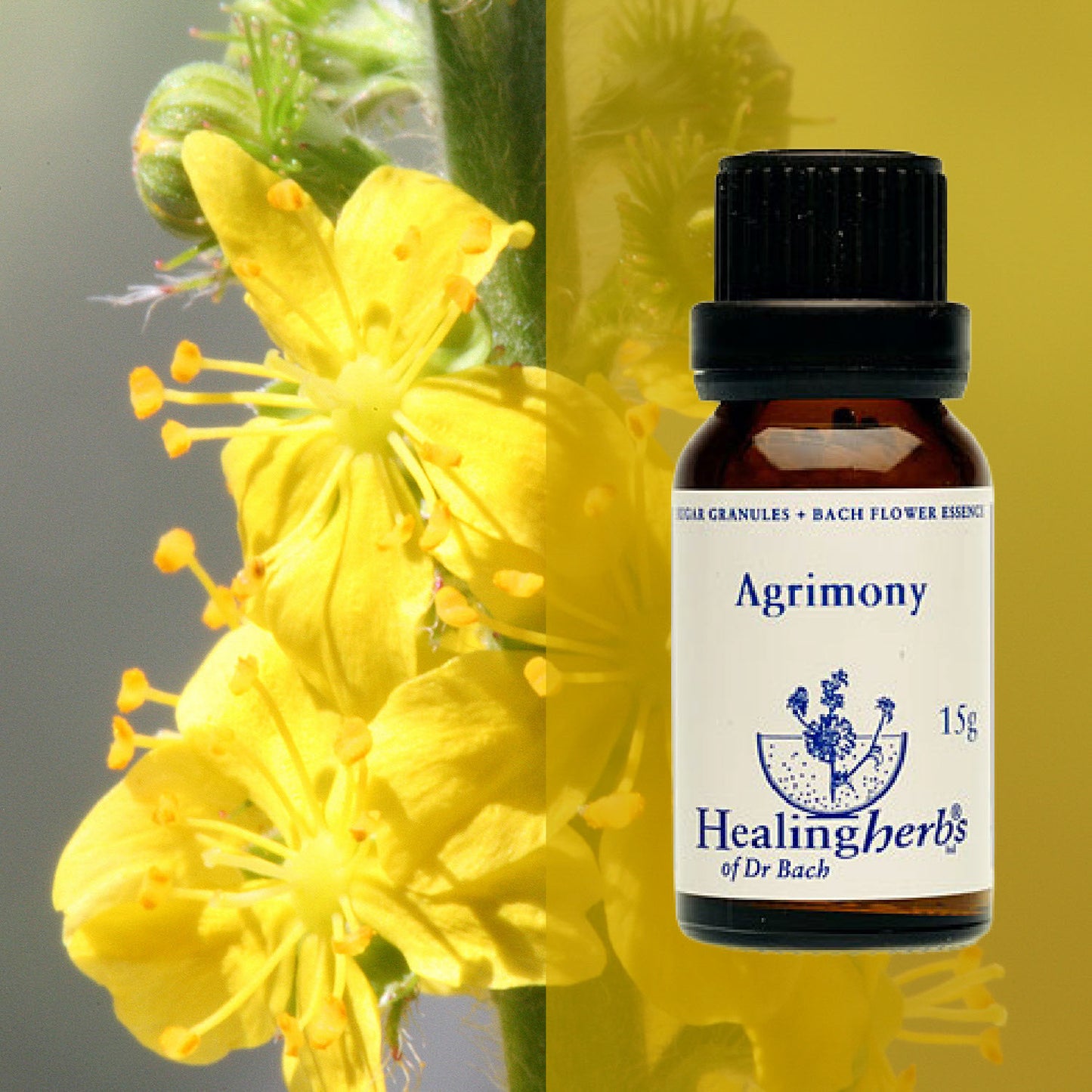 Ancītis / Agrimony, 15 g