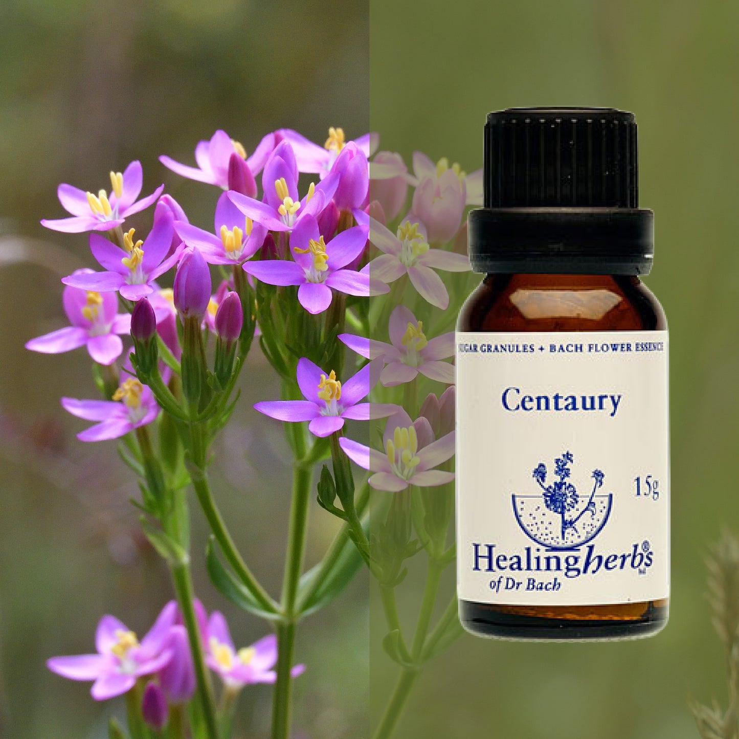 Augstiņš / Centaury, 15 g