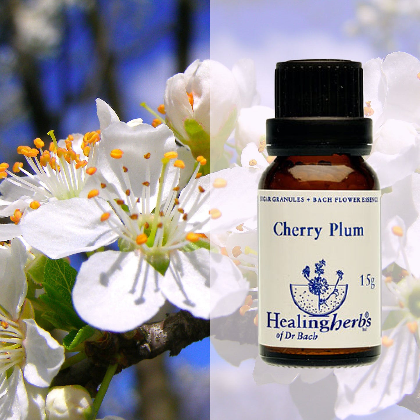 Plūme/ Cherry Plum, 15 g