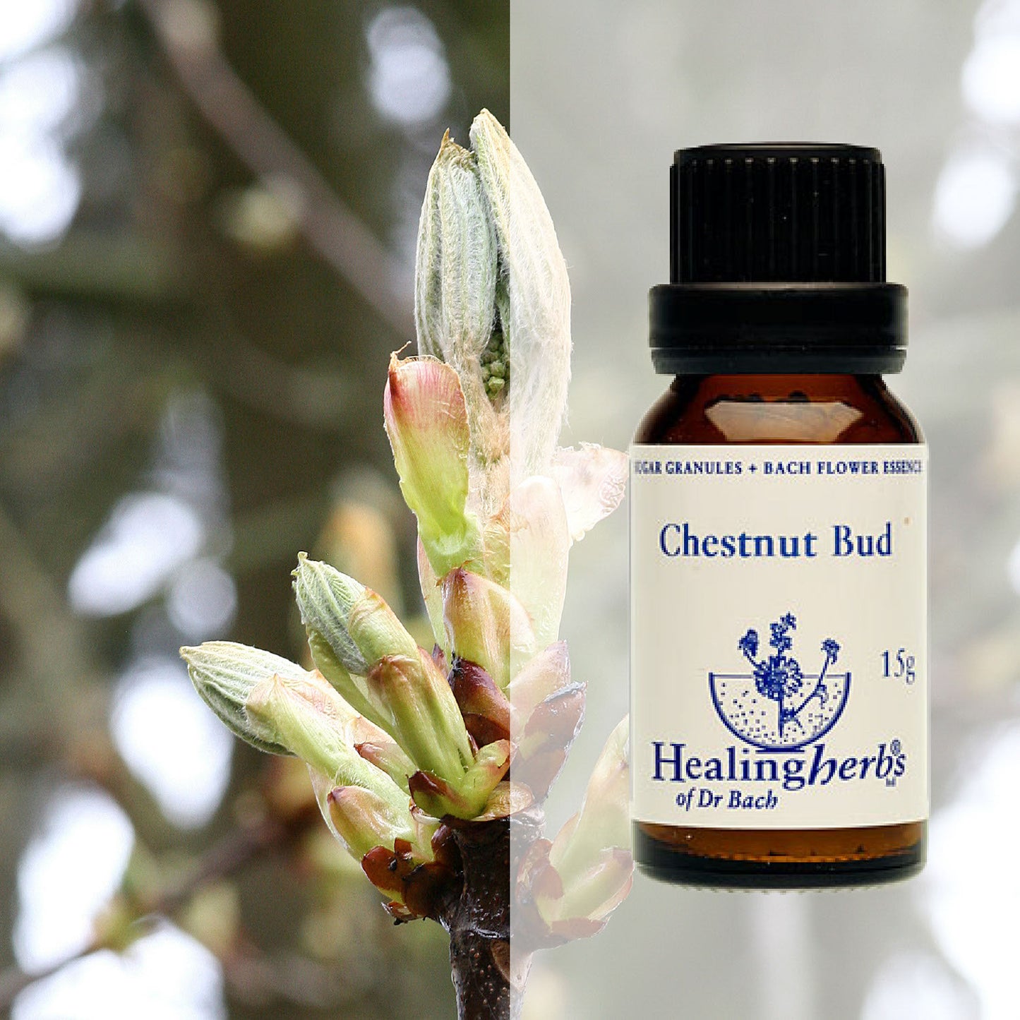 Pumpurs / Chestnut Bud, 15 g