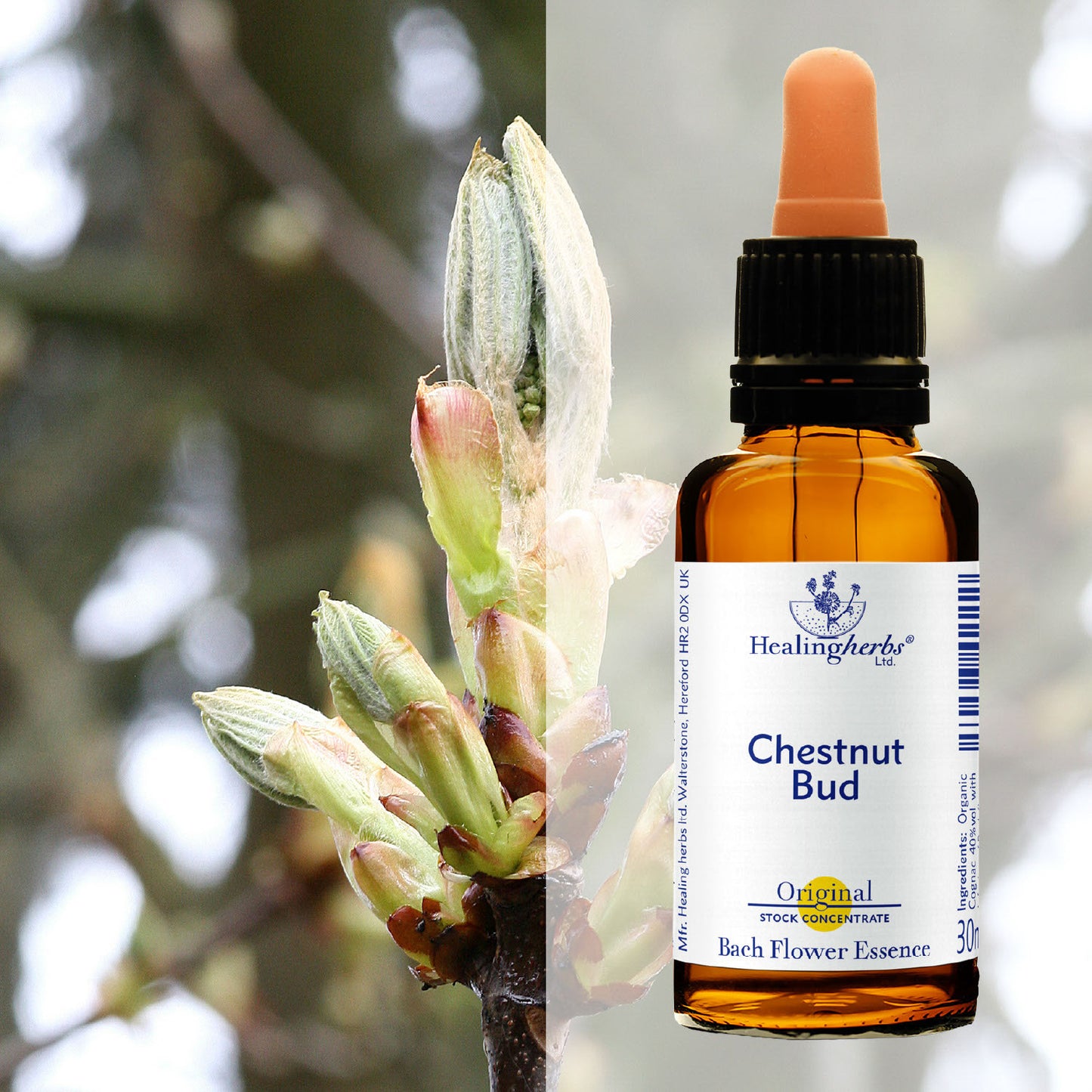 Pumpurs / Chestnut Bud, 30 ml