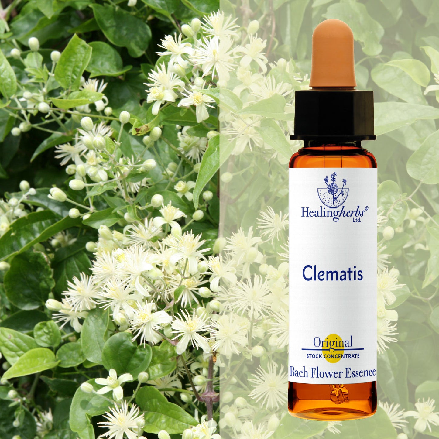 Mežvītenis / Clematis, 10 ml