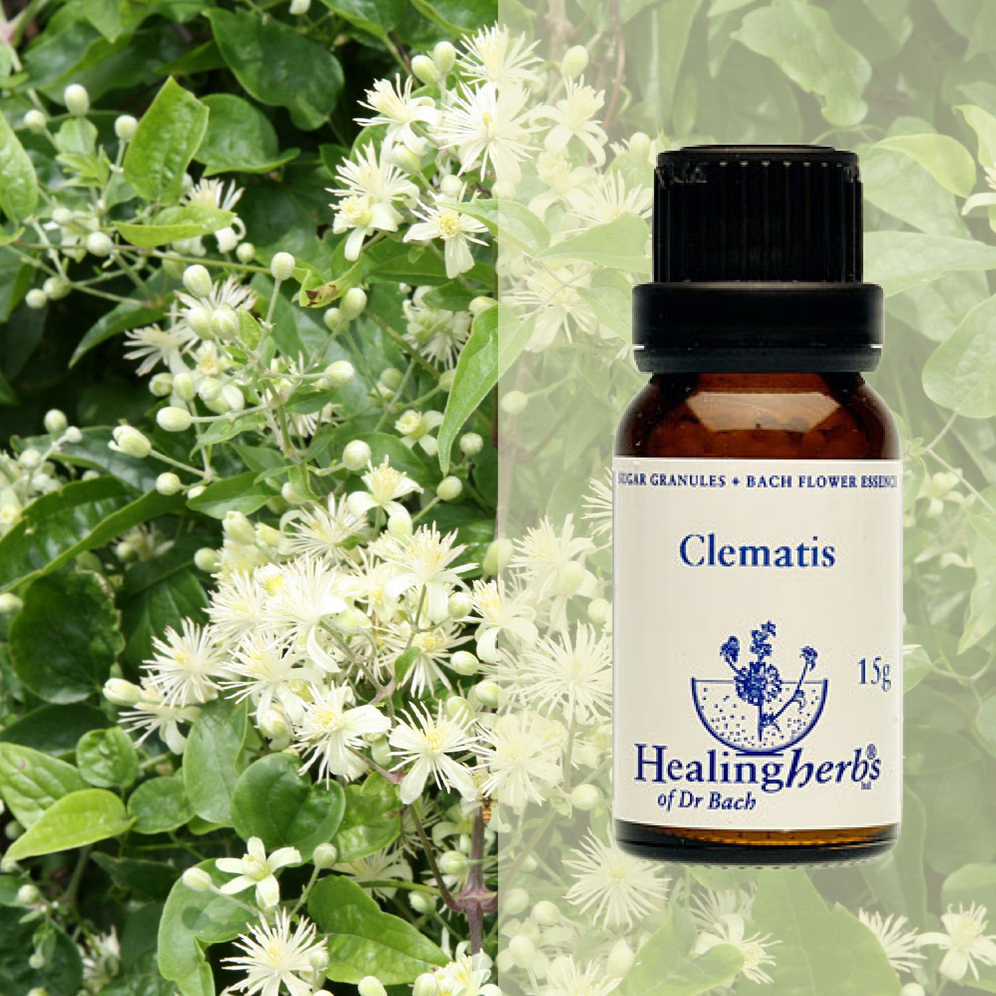 Mežvītenis / Clematis, 15 g