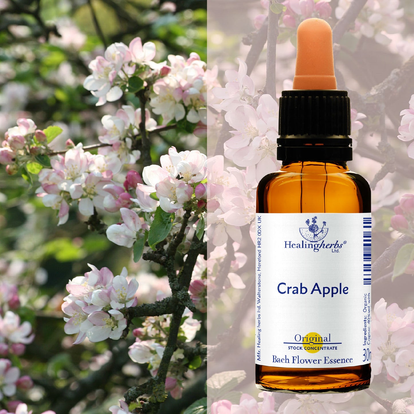 Mežābele / Crab Apple, 30 ml