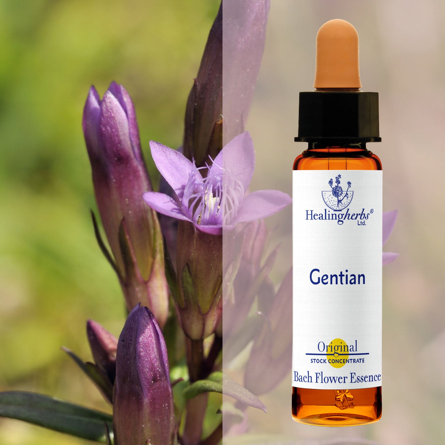 Drudzenīte / Gentian, 10 ml