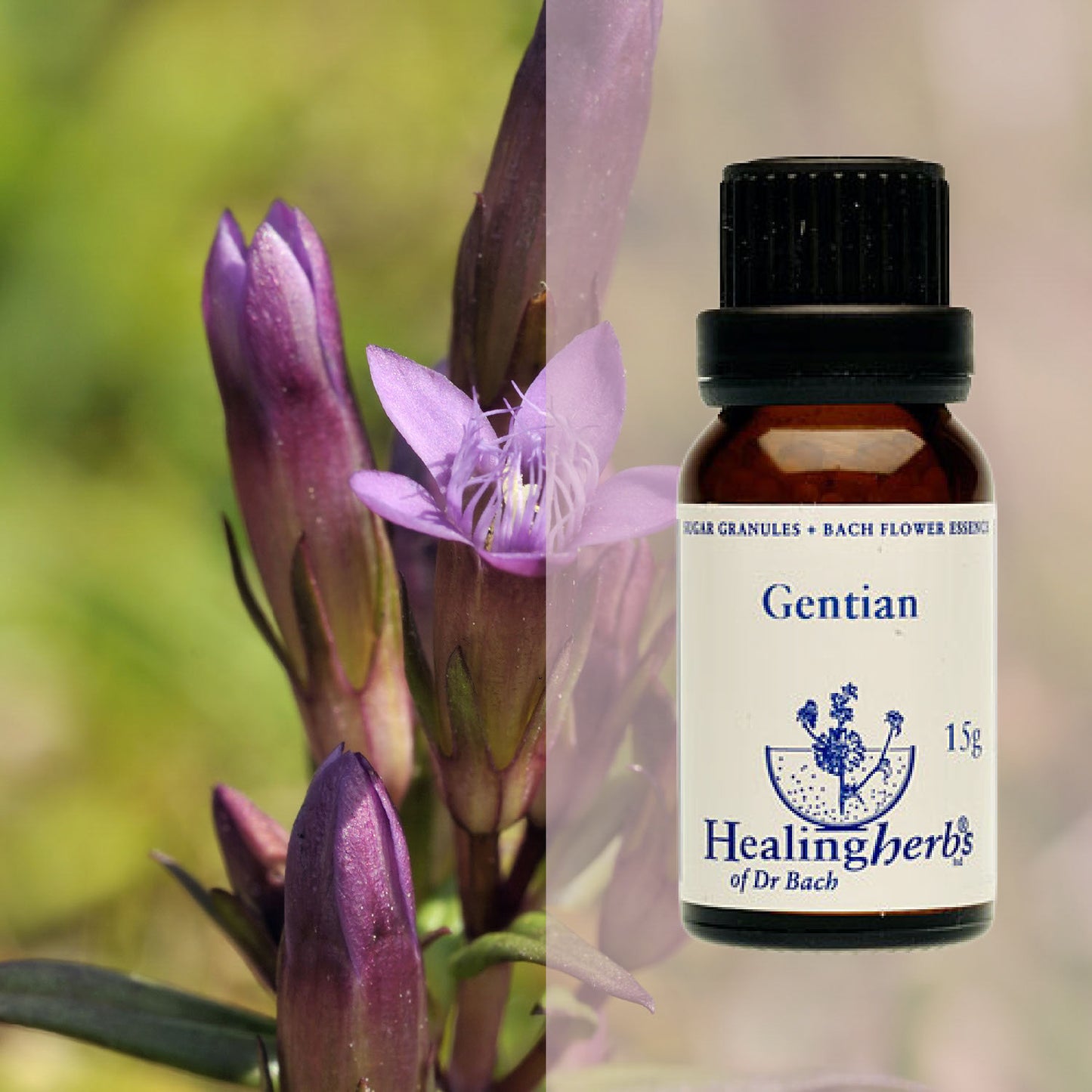 Drudzenīte / Gentian, 15 g