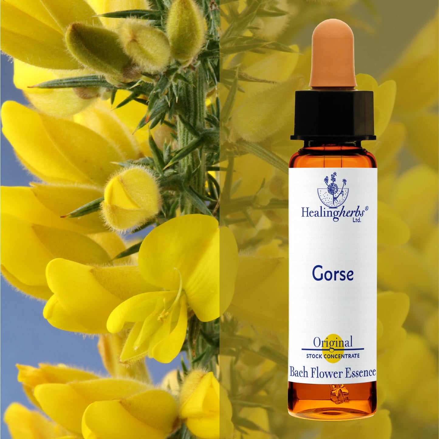Ulekss / Gorse, 10 ml