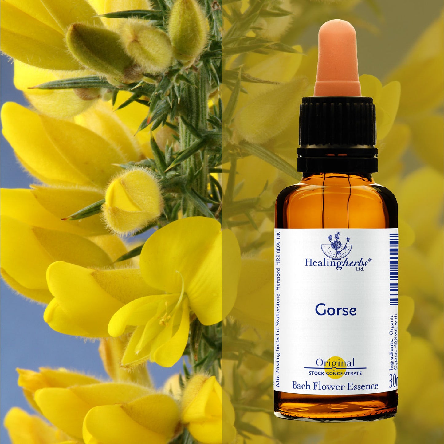Ulekss / Gorse, 30 ml