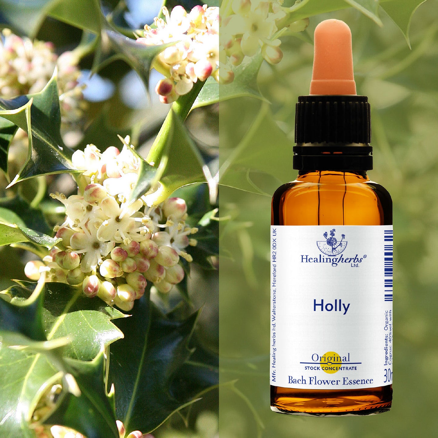 Ilekss / Holly, 30 ml