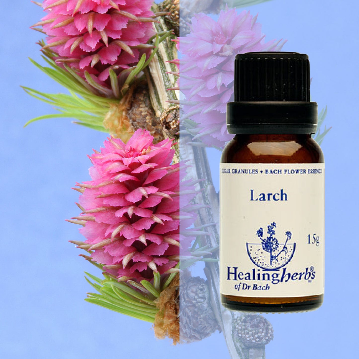 Lapegle / Larch, 15 g