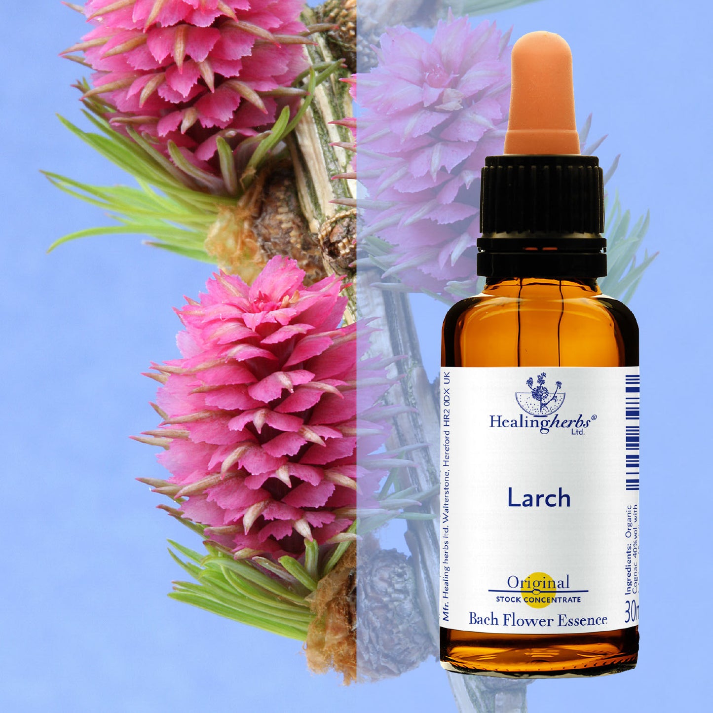 Lapegle / Larch, 30 ml