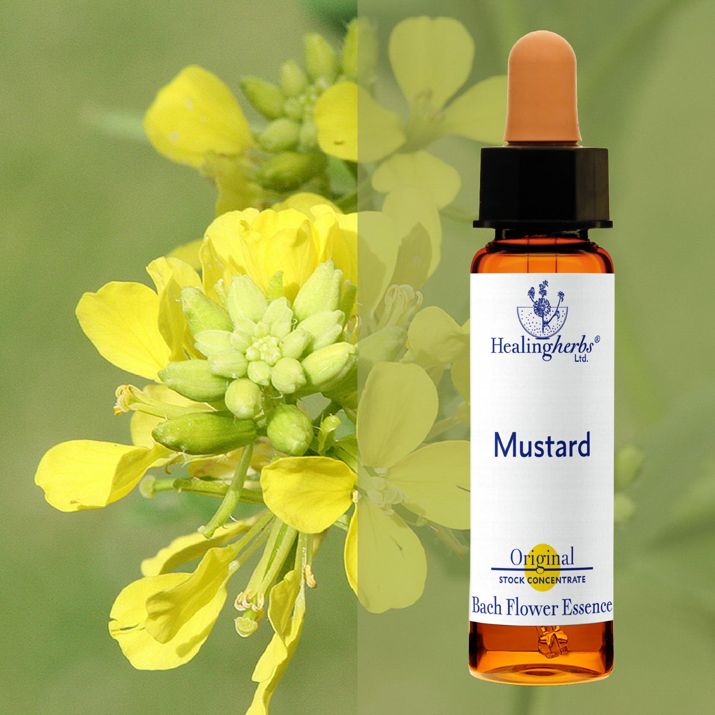 Sinepe / Mustard, 10 ml