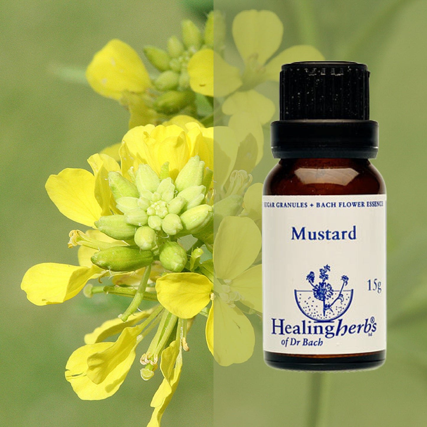 Sinepe / Mustard, 15 g