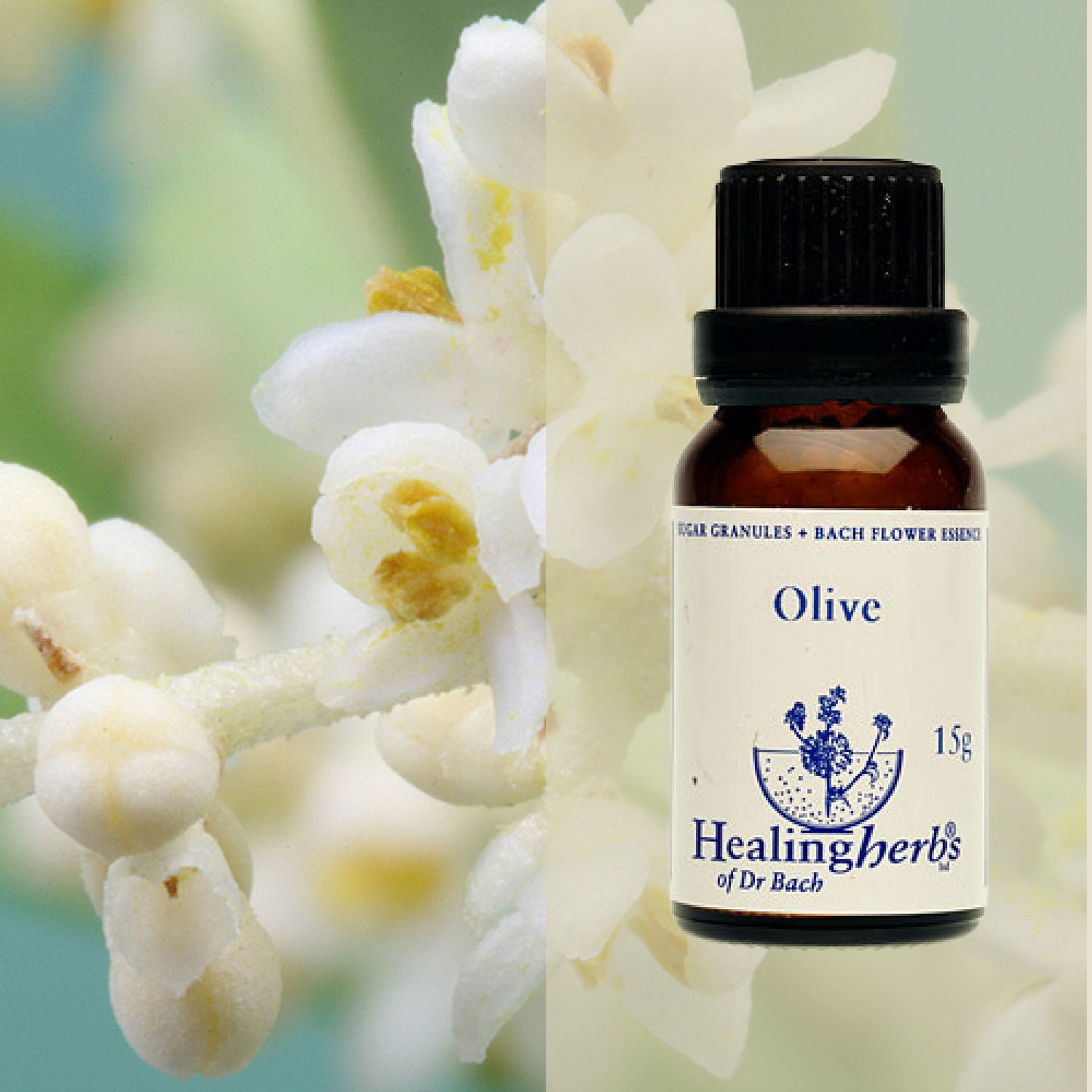 Olīvkoks / Olive, 15 g