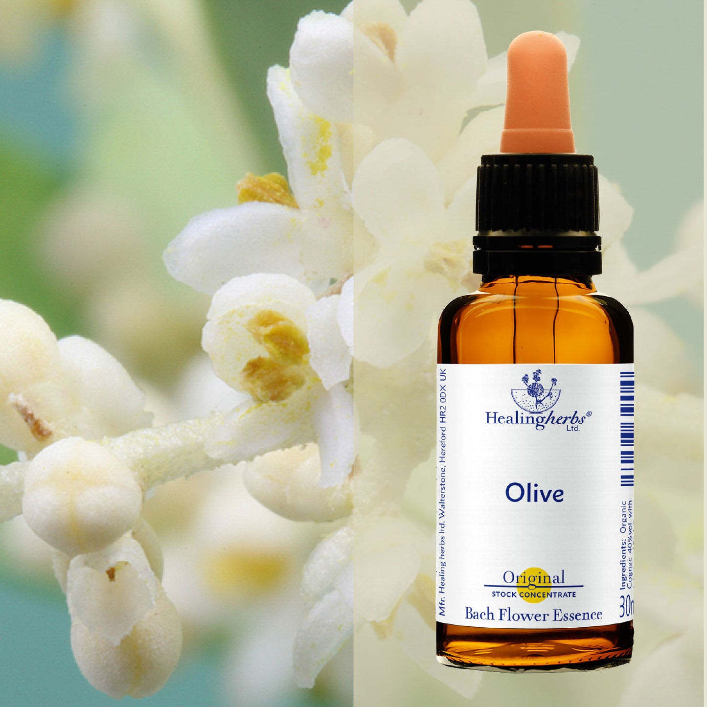 Olīvkoks / Olive, 30 ml