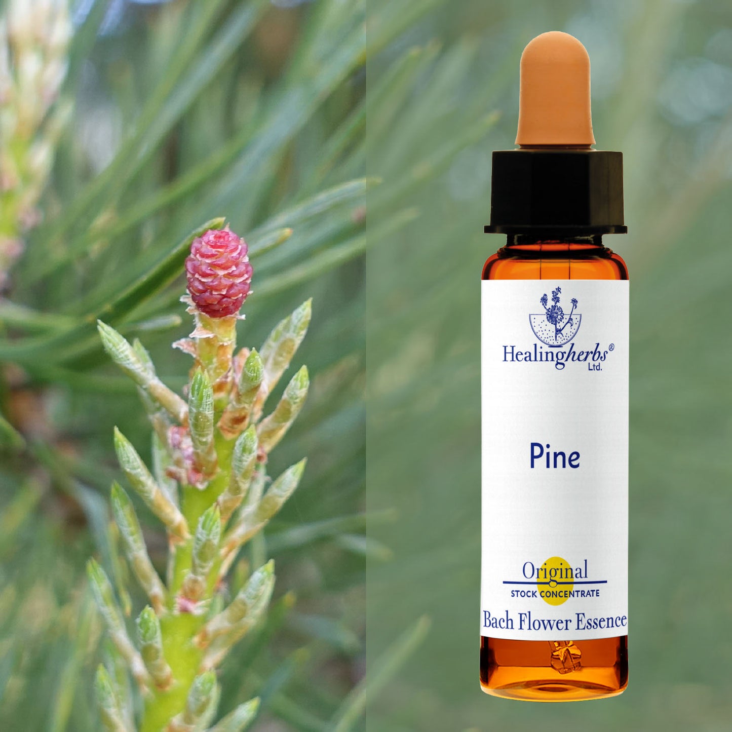 Priede / Pine, 10 ml
