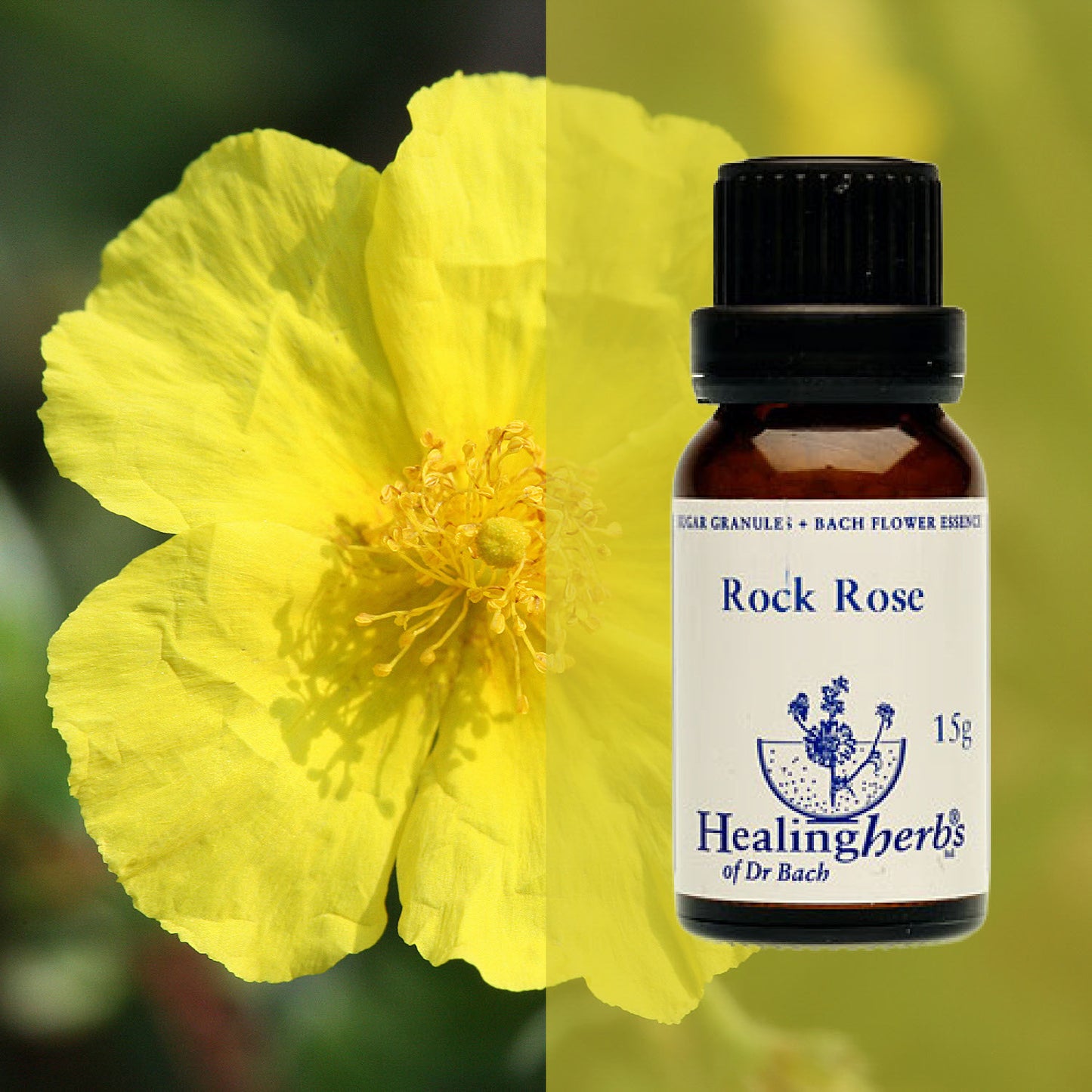 Saulrozīte / Rock Rose, 15 g