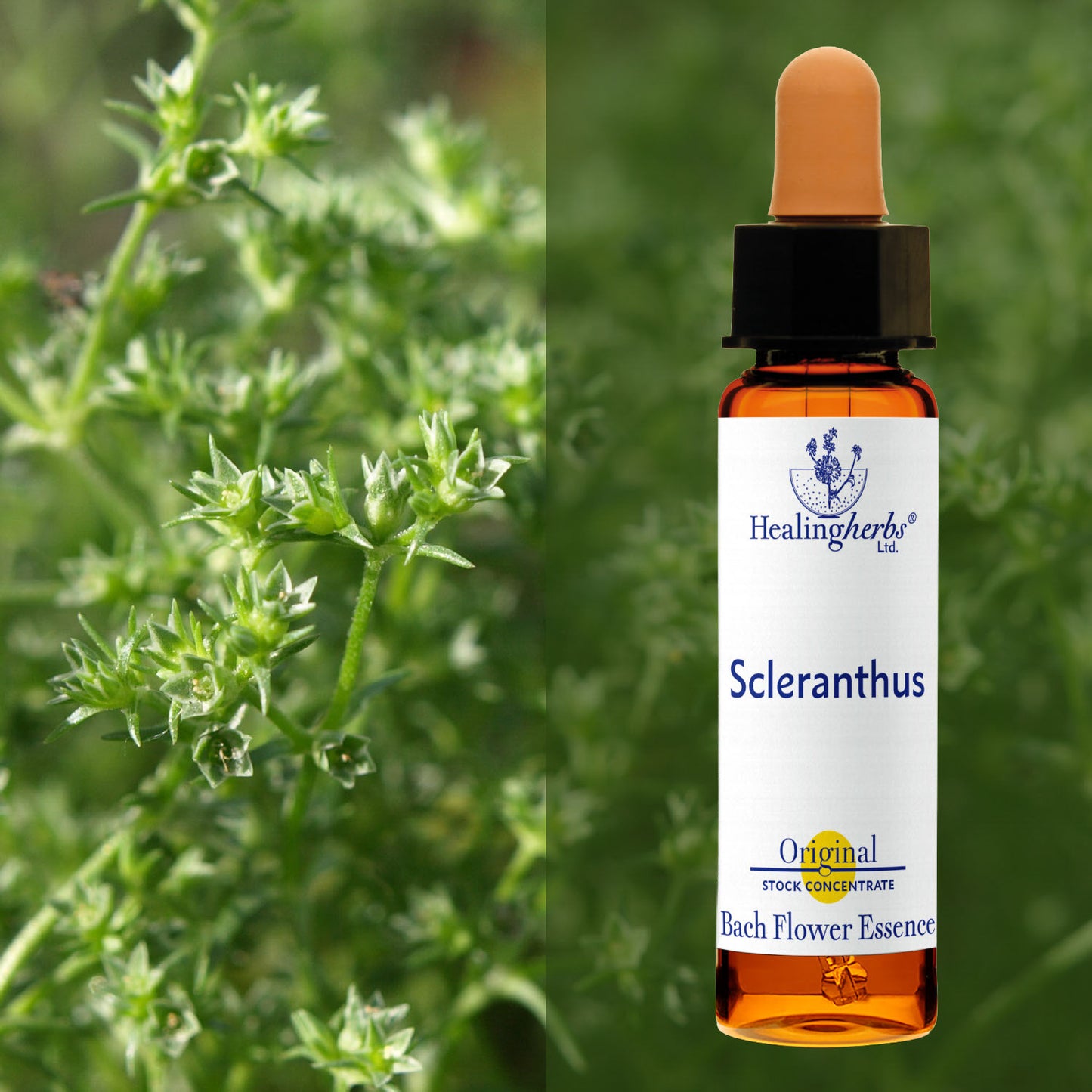 Žultszālīte / Scleranthus, 10 ml