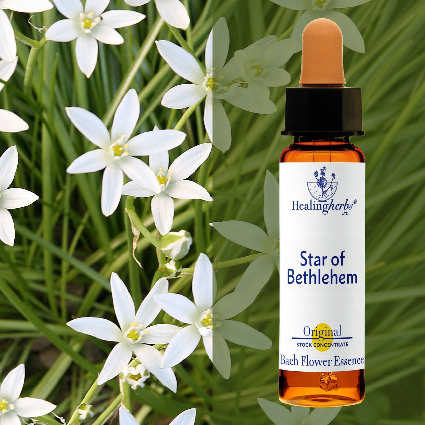 Baltstarīte / Star of Bethlehem, 10 ml