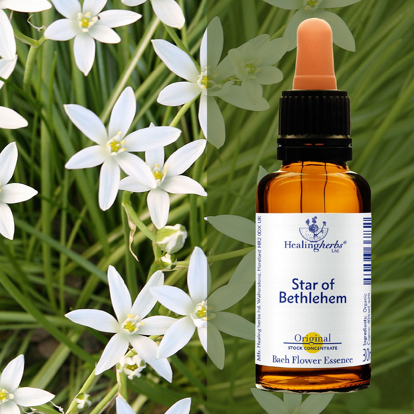 Baltstarīte / Star of Bethlehem, 30 ml