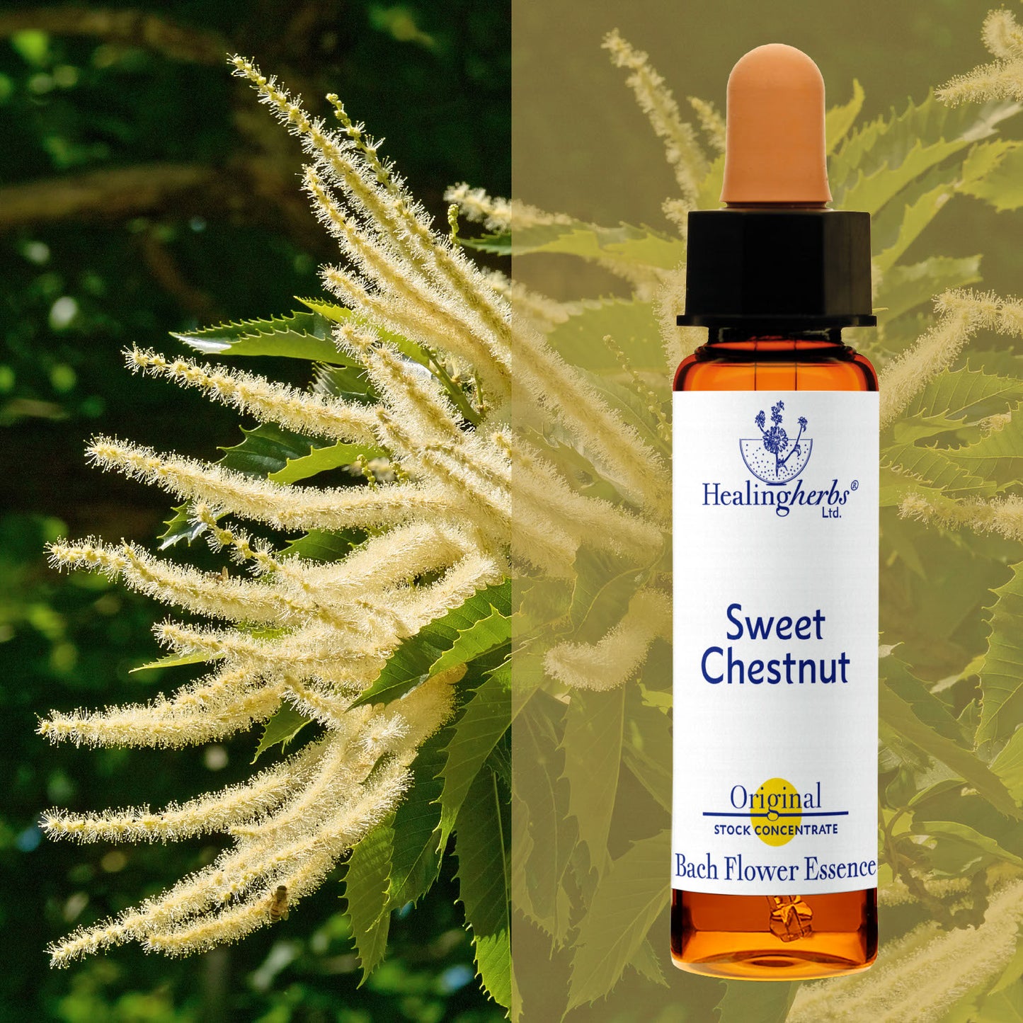 Kastaņa / Sweet Chestnut, 10 ml