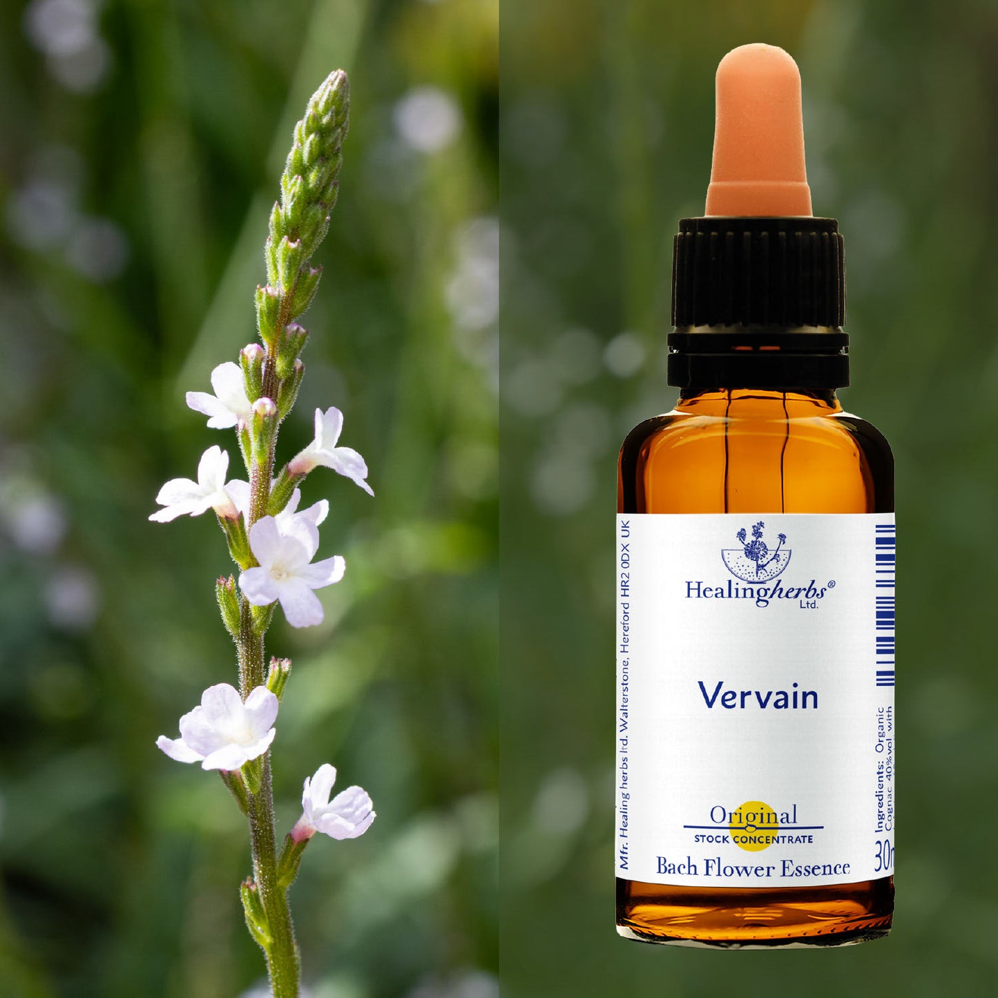Verbēna / Vervain, 30 ml
