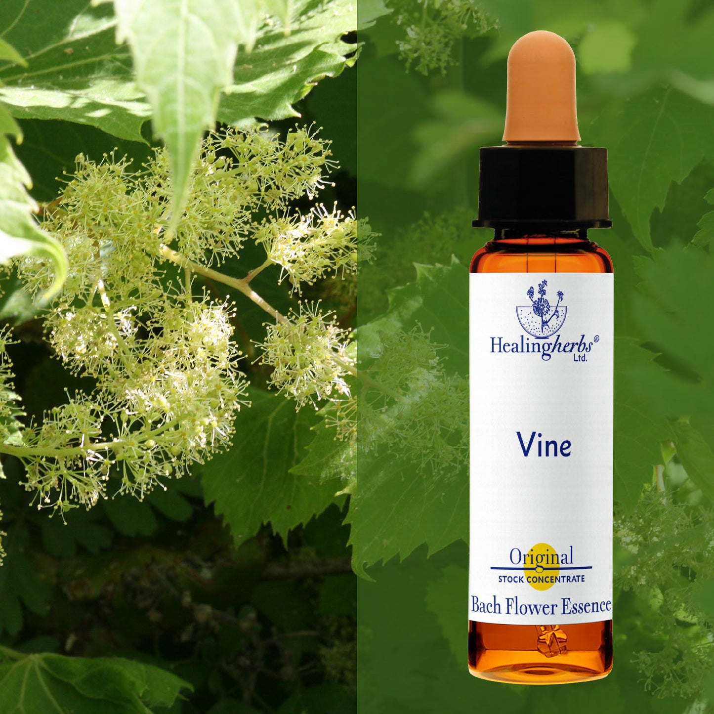 Vīnkoks / Vine, 10 ml