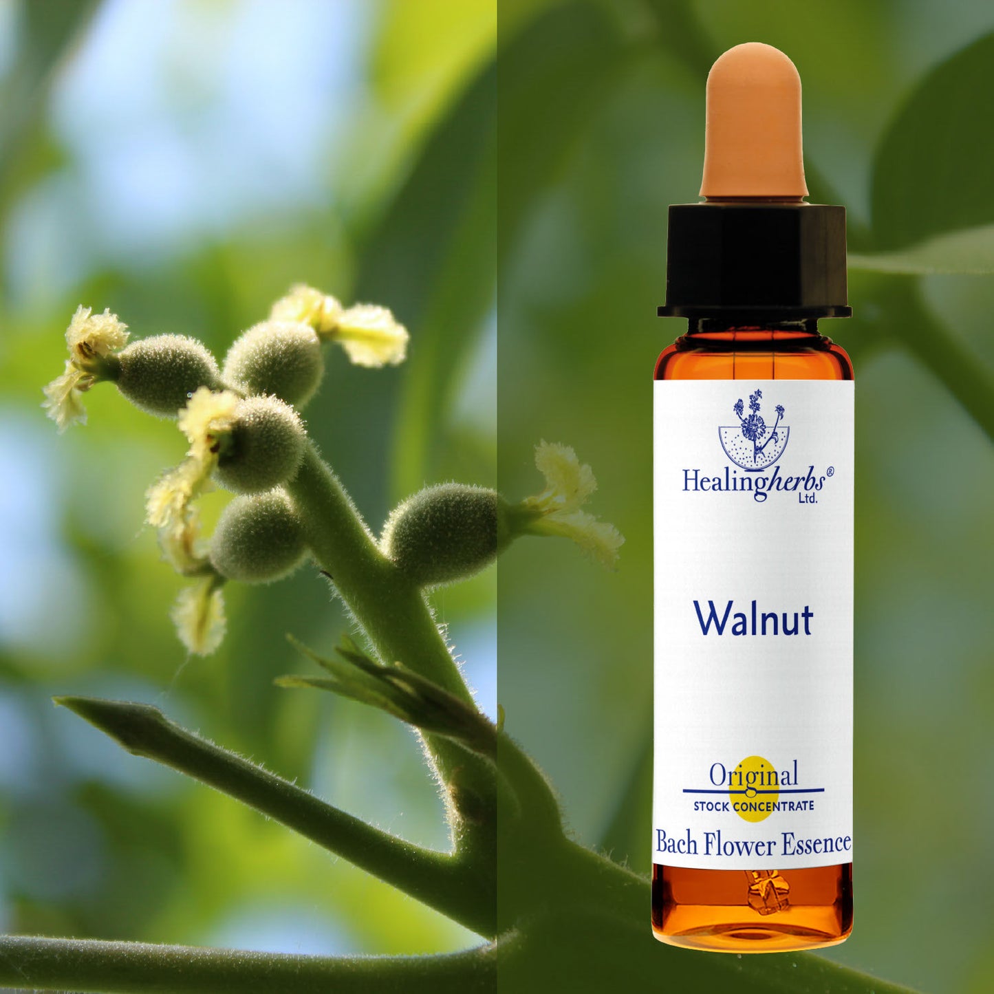 Riekstkoks / Walnut, 10 ml