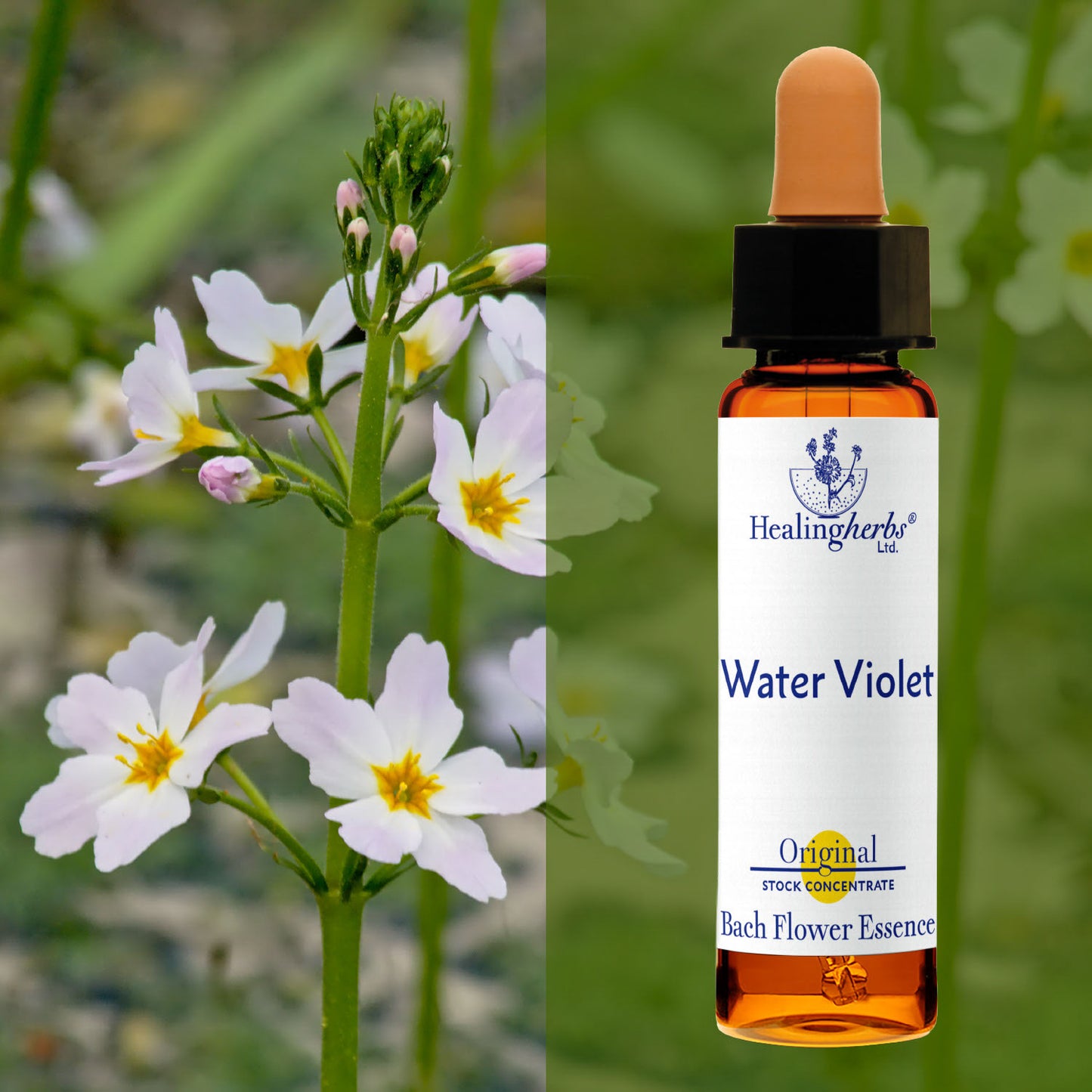 Sermulīte / Water Violet, 10 ml