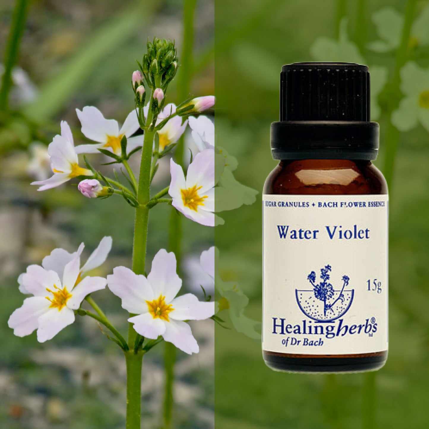 Sermulīte / Water Violet, 15 g