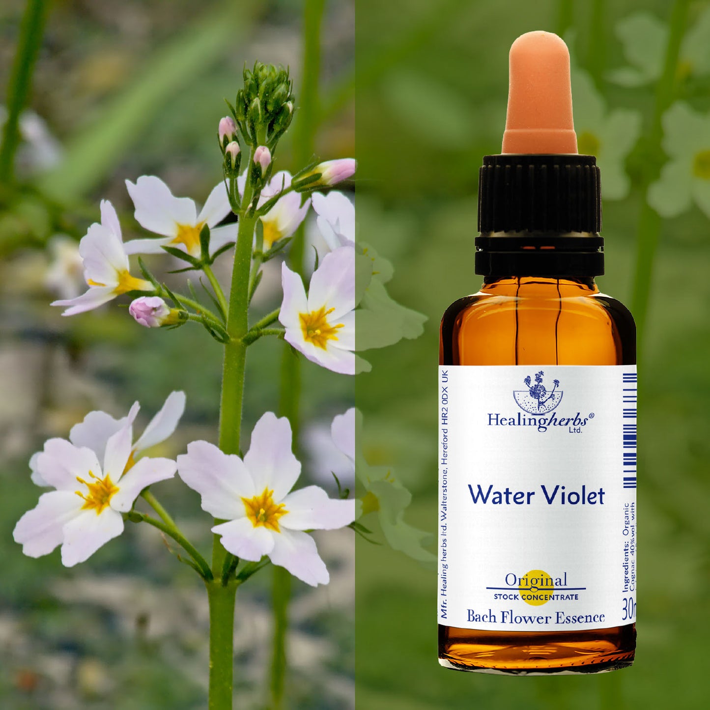 Sermulīte / Water Violet, 30 ml