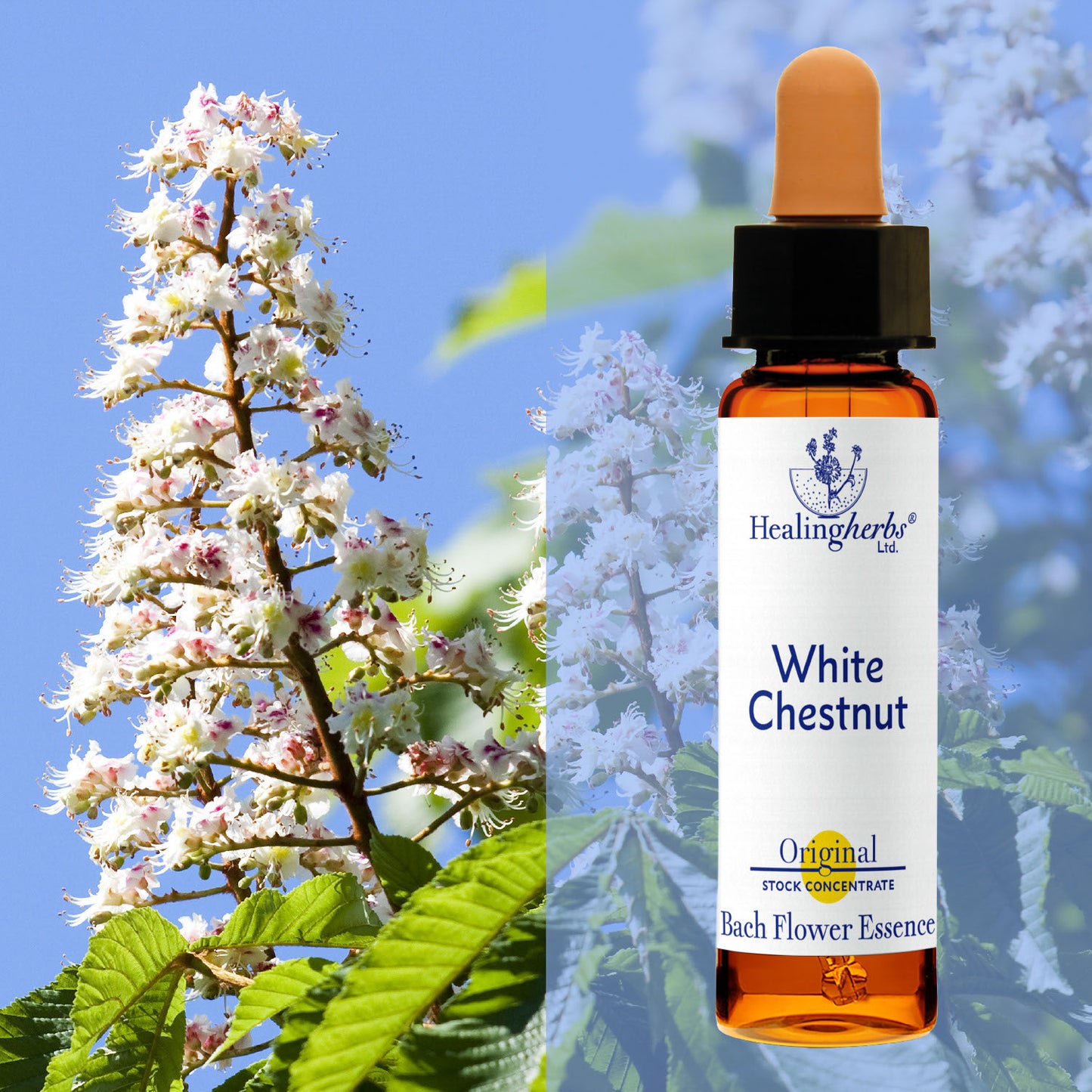 Parastā zirgkastaņa / White Chestnut, 10 ml