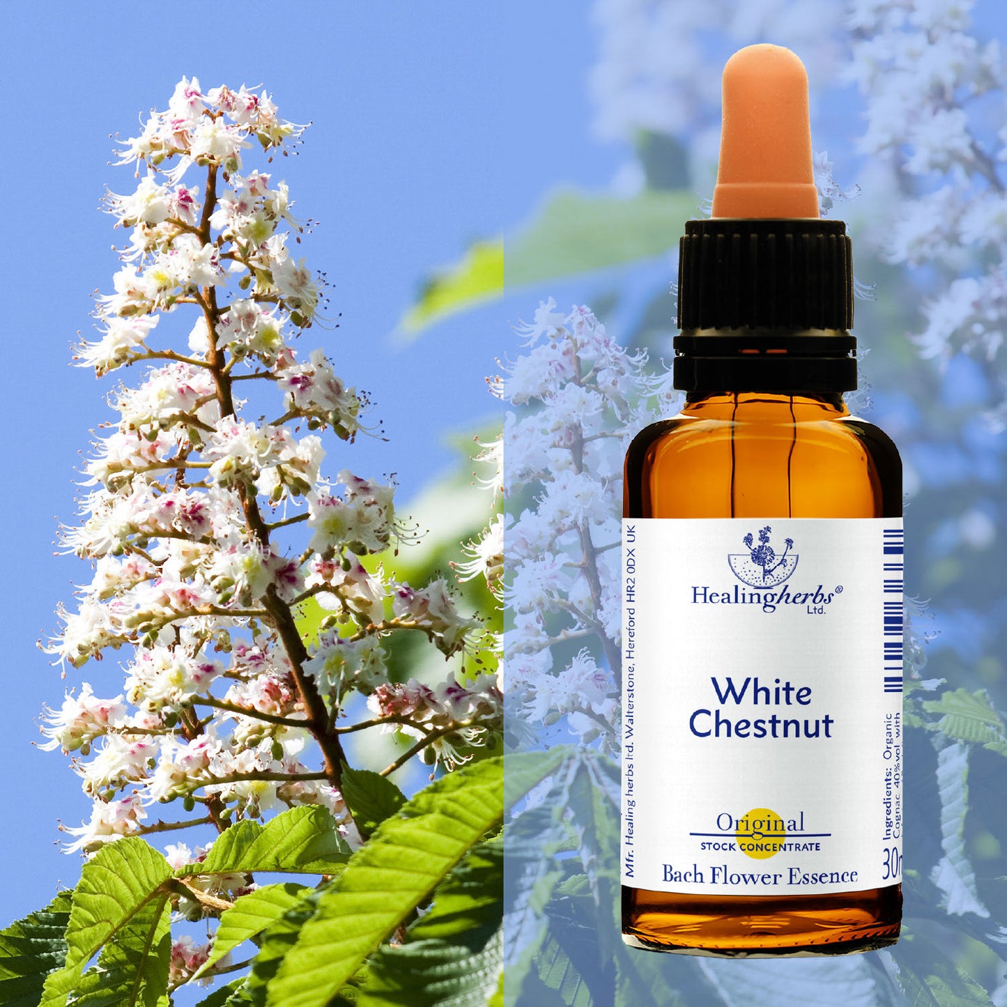 Parastā zirgkastaņa / White Chestnut, 30 ml