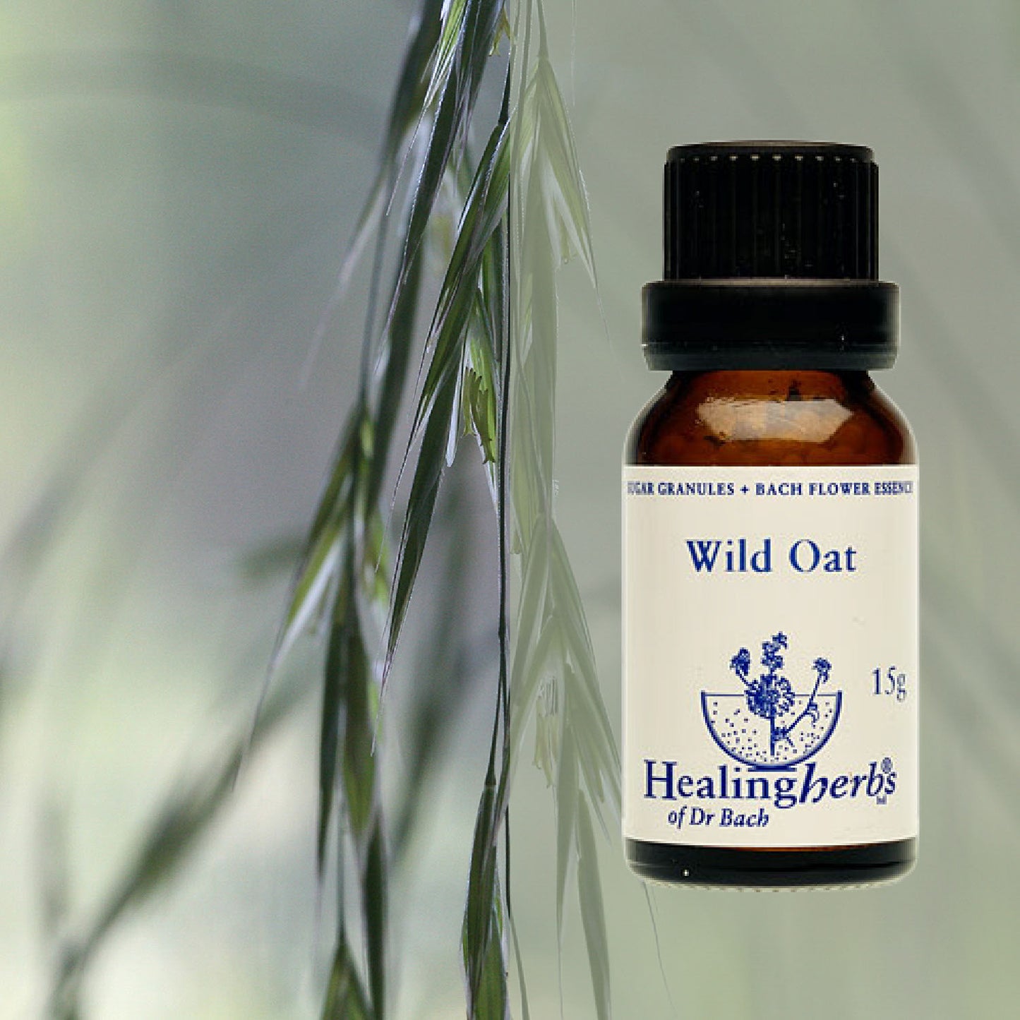 Lāčauza / Wild Oat, 15 g