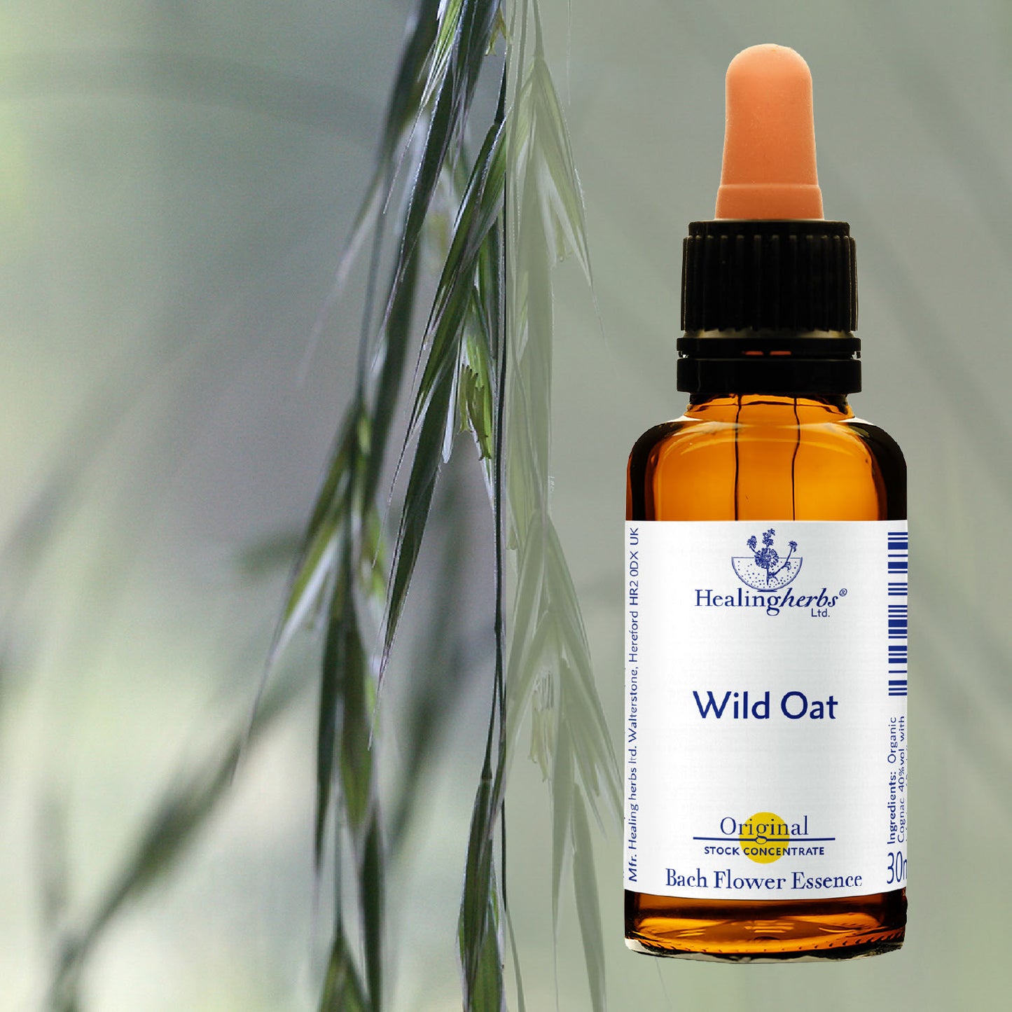 Lāčauza / Wild Oat, 30 ml