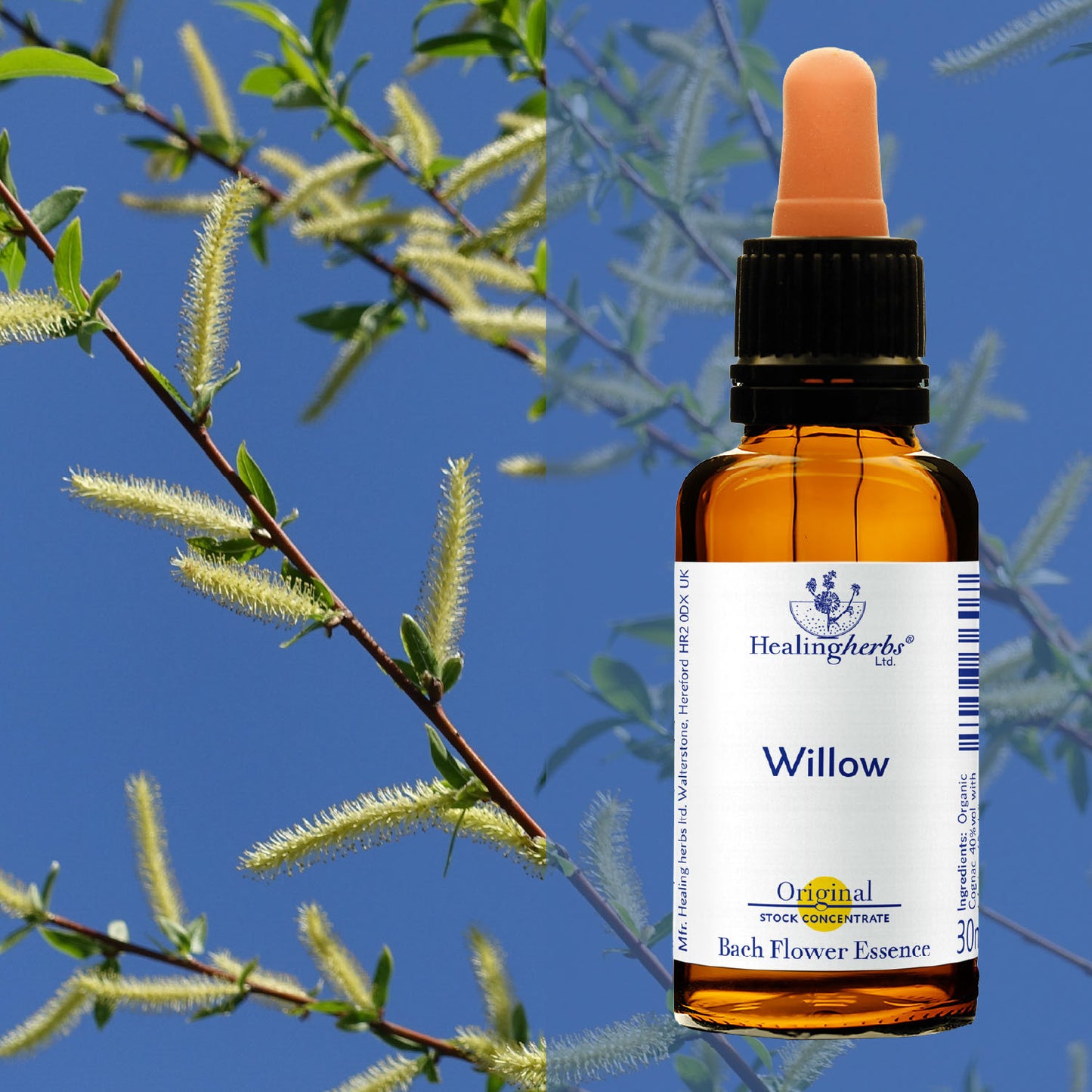 Vītols / Willow, 30 ml