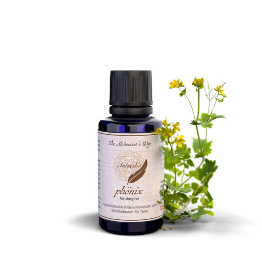 phönix – jauns sākums