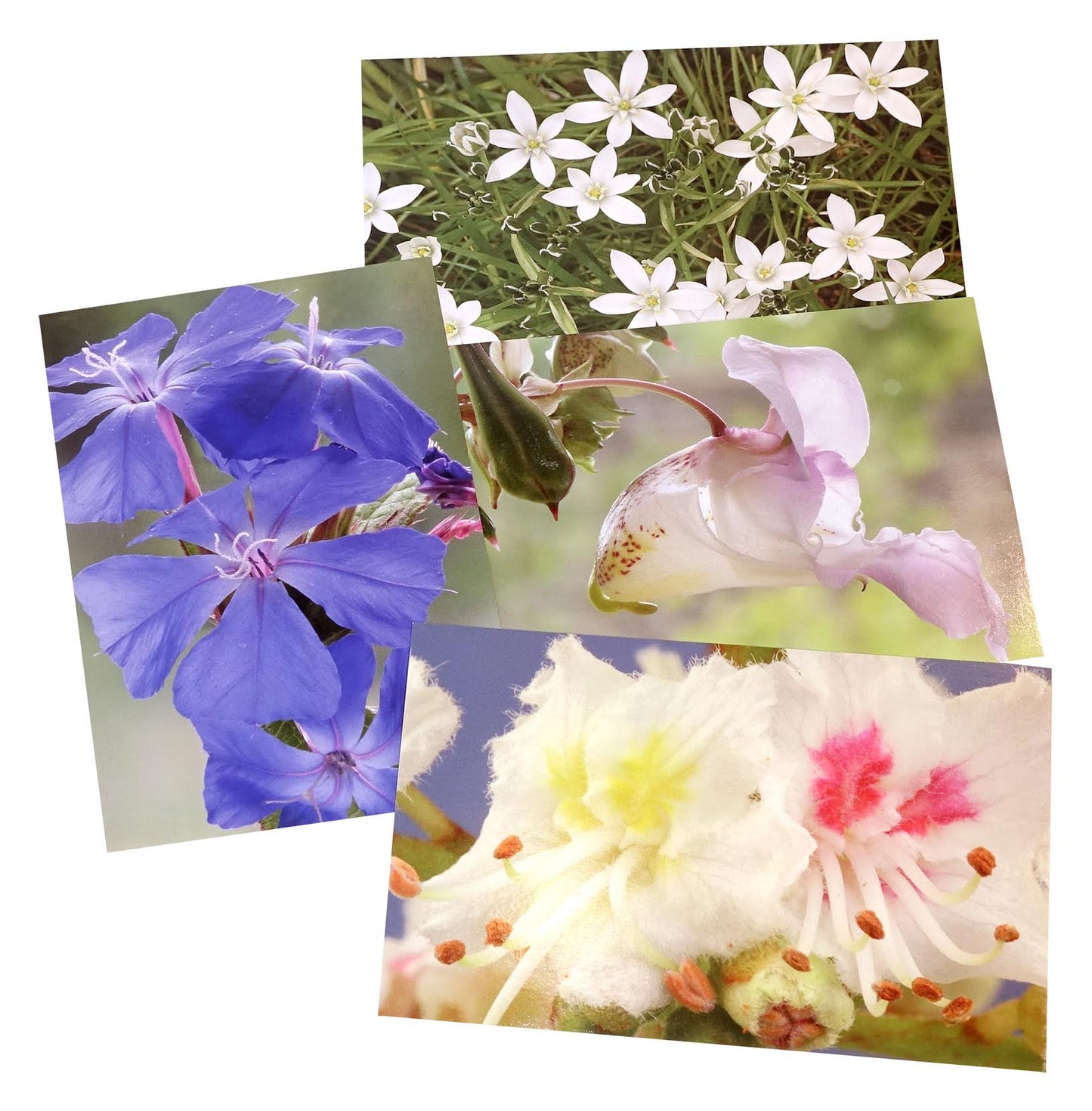 Baha ziedu atklātņu komplekts