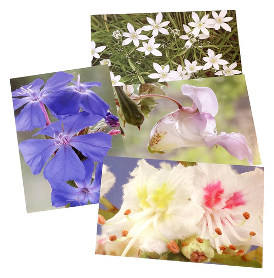 Baha ziedu atklātņu komplekts