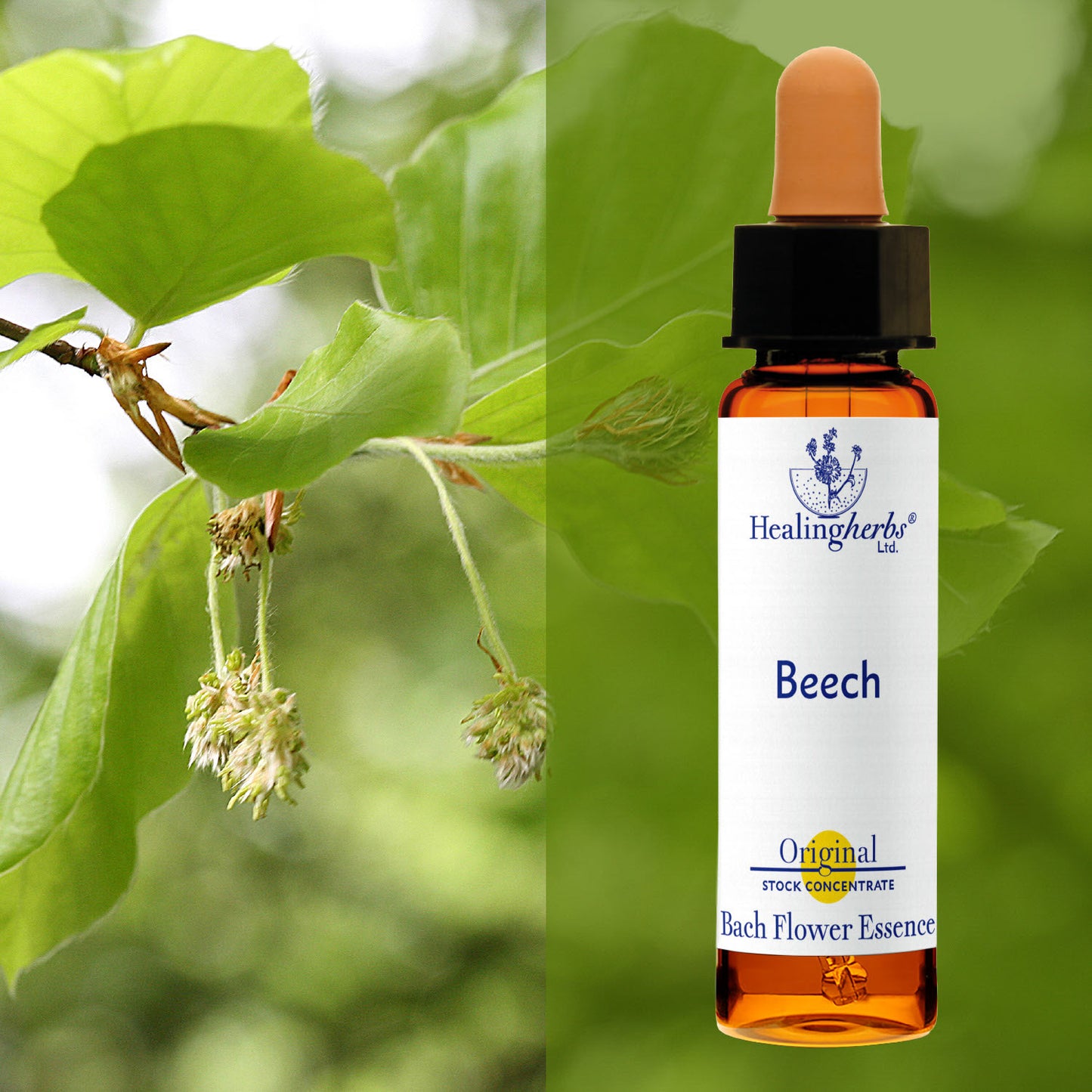 Dižskābardis / Beech, 10 ml