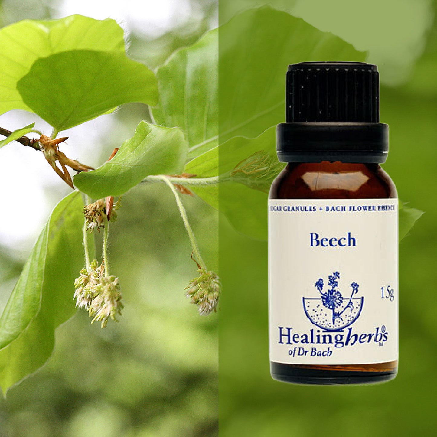 Dižskābardis / Beech, 15 g