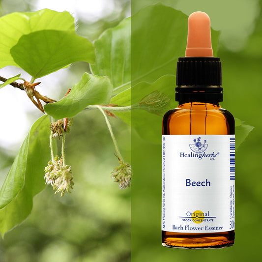 Dižskābardis / Beech, 30 ml