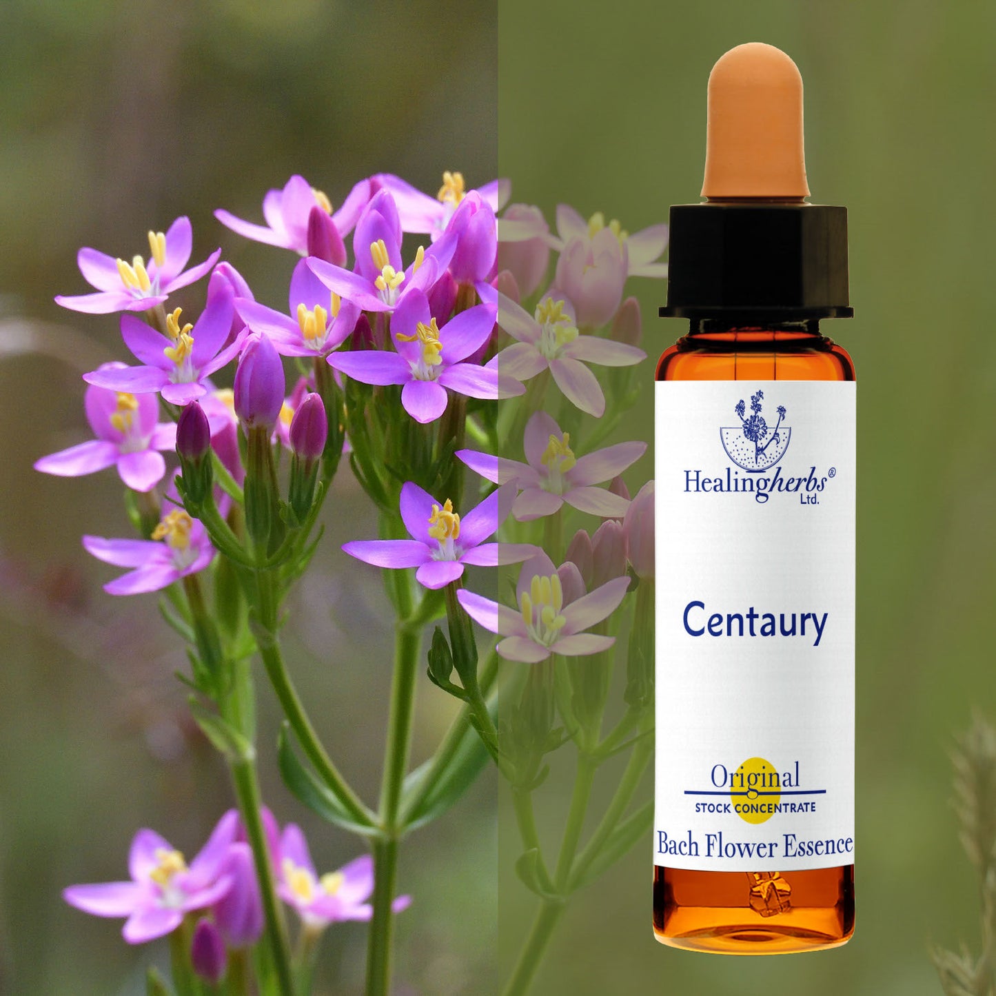 Augstiņš / Centaury, 10 ml