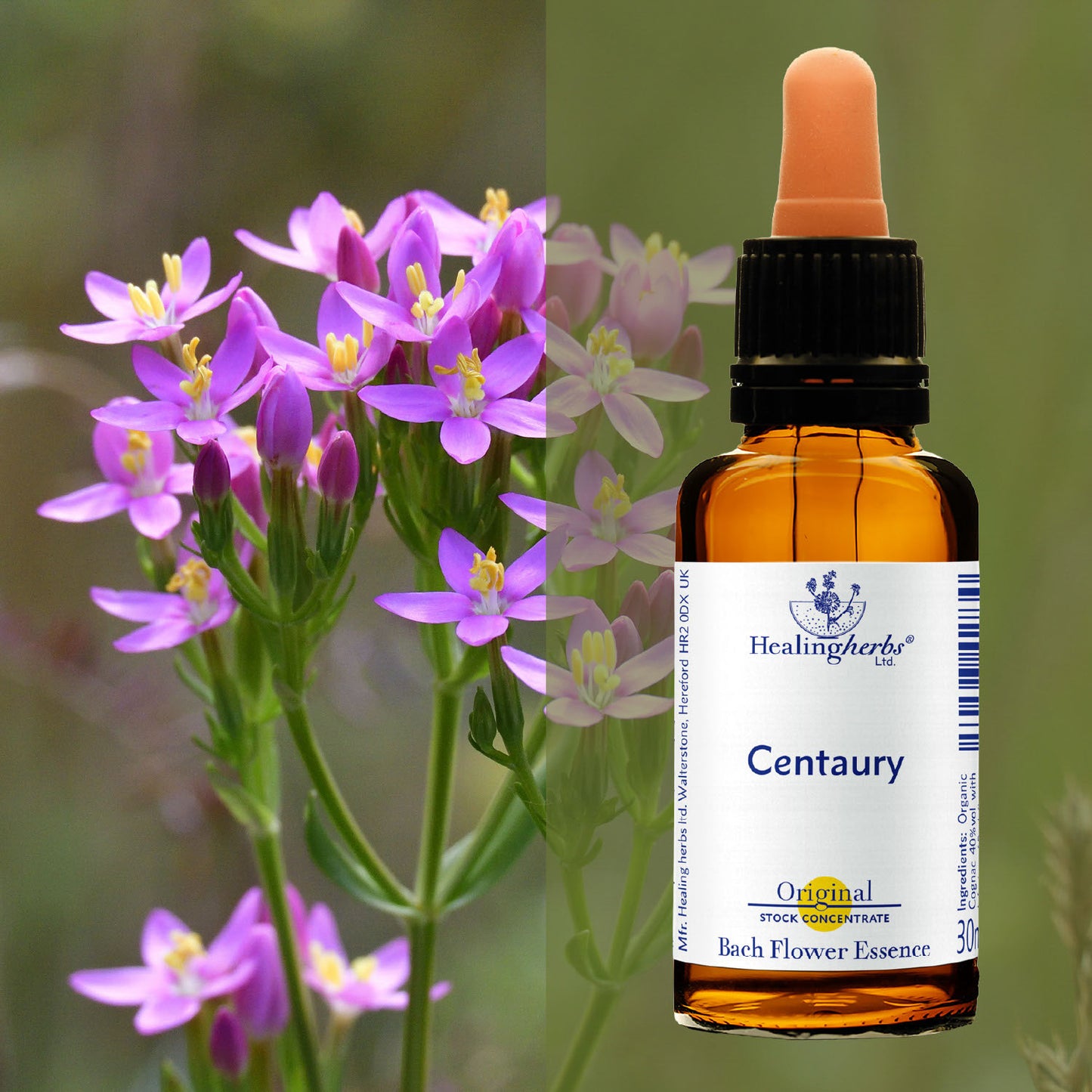 Augstiņš / Centaury, 30 ml