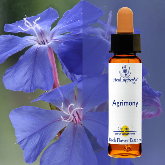 Ceratostigma / Cerato, 10 ml