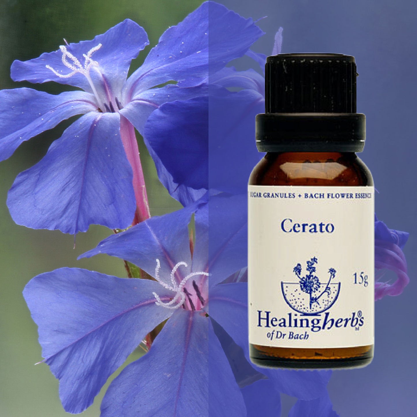 Ceratostigma / Cerato, 15 g