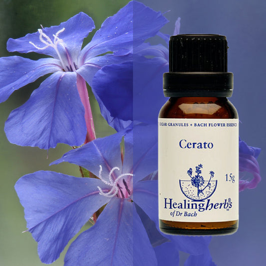 Ceratostigma / Cerato, 15 g