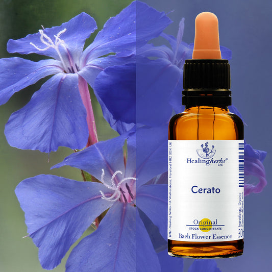 Ceratostigma / Cerato, 30 ml
