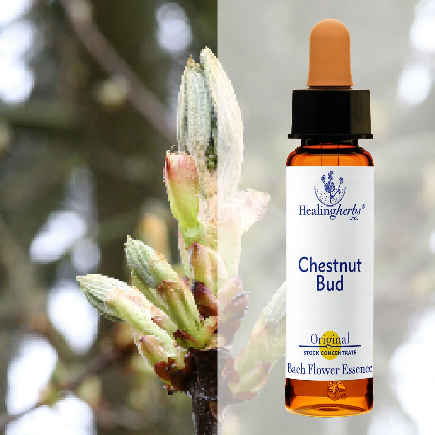 Pumpurs / Chestnut Bud, 10 ml