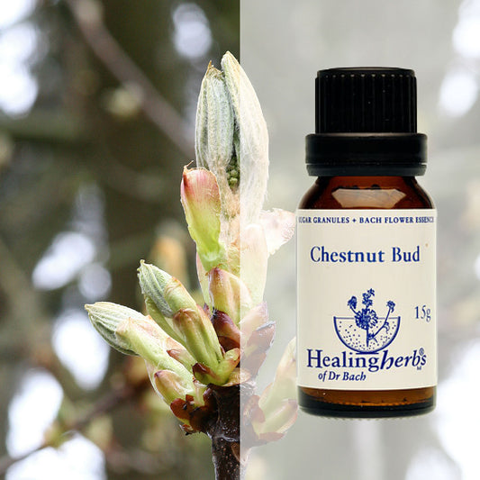 Pumpurs / Chestnut Bud, 15 g